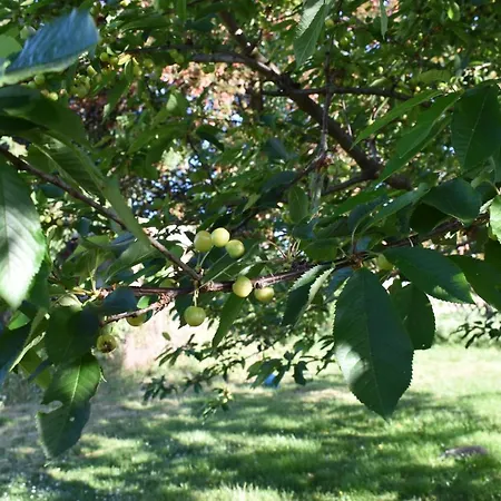 Aan De Holle Weg. Zeer Landelijk Gelegen Verbouwde Stal Tot Woning Apartmán *